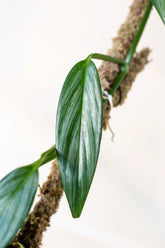 Epipremnum amplissimum "Silver Streak"